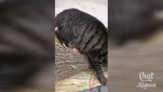 watch funny and cute cat video