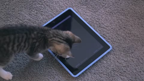 CAT WITH IPAD VERY FUNNY MUST SEE !!!