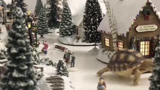 Tortoise Walking Through a Winter Wonderland