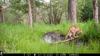 A Mountain Lion Visits a Spring in the Woods