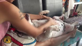 Dog Relaxes for Delightful Massage