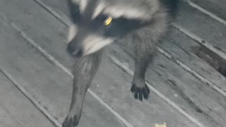 Raccoon Tries Popcorn for the First Time