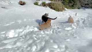 cute cat plays with 2 puppies in white snow