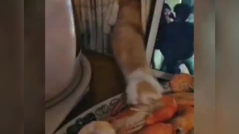cat trying to steal shrimp