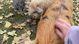 Cute Kitten Plays on Pigs