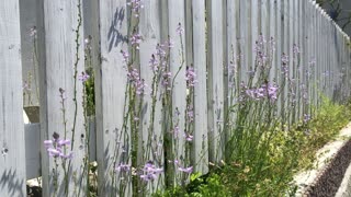 Flowers blooming along the fence