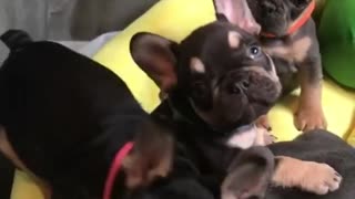 Bulldog puppies adorable relax together