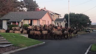 Huge Elk Herd Gather Outside House