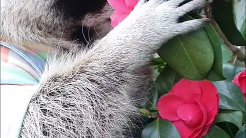 Raccoon likes the scent of flowers.