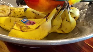 Parrot caught in fruit bowl