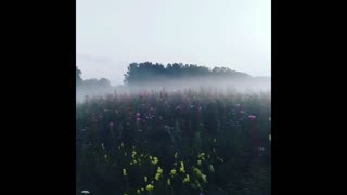 Fog in the field