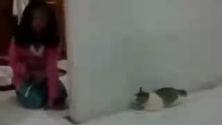 FUNNY VIDEO - SCARED Cat