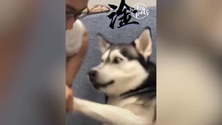 Funny Cat/Dogs Reaction - Funniest Pets Video 2021 part 2