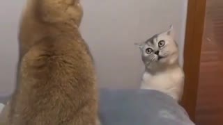 CRAZY AND FUNNY CAT