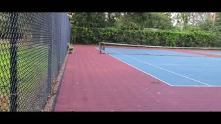 Bruno the pitbull - NOT ready to leave tennis courts