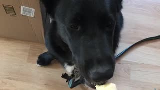 Large black dog eating banana