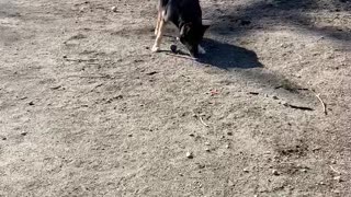 Fiona playing ball at dog park after cancer appt 3.2021