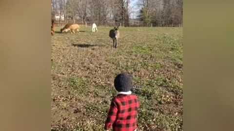 My little brother with animals on the farm