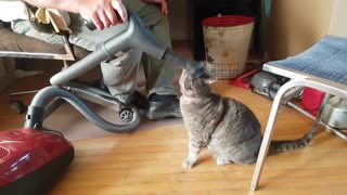 Cat can't get enough of the vaccuum cleaner