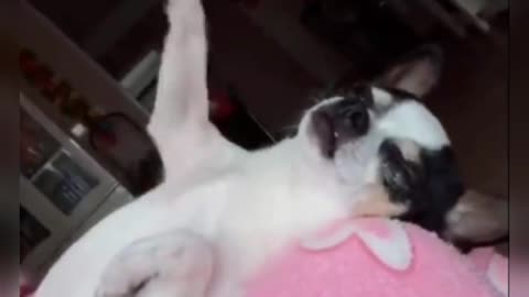 DOG DANCES TO THE RHYTHM OF THE MUSIC