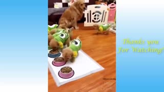 dog in eating funny video