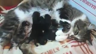 The mother cat breastfeeds her children