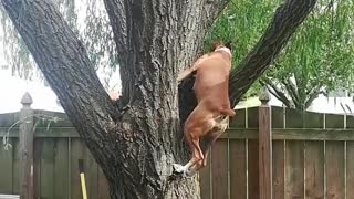 Boxer Thinks it's a Squirrel