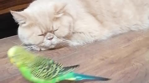 Кот и птица, милые животные #225