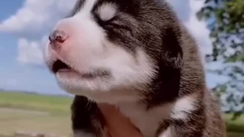 Cute Puppies Howling