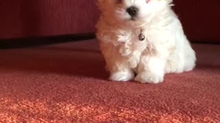 Most adorable puppy in the world