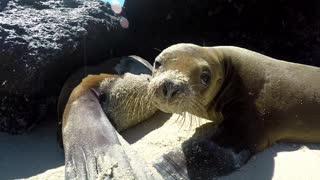 Young sea lion breaks from nursing to investigate camera