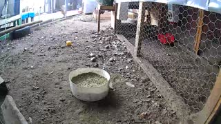Time lapse chickens