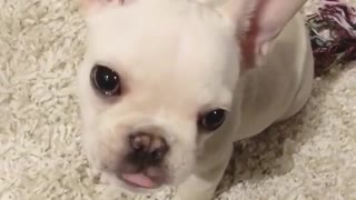 French bulldog will steal your heart with her adorableness