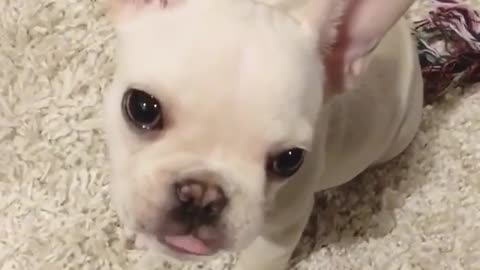 French bulldog will steal your heart with her adorableness