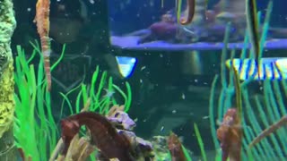 Sea horses in aquarium