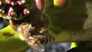 Plumeria Bee
