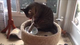 Cat drink water by hand