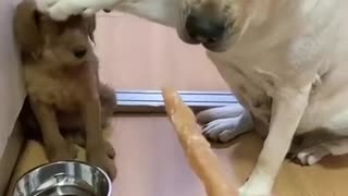 Dog taking care of his furry little friend
