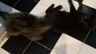 Cats home fight