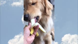 Golden eating banana