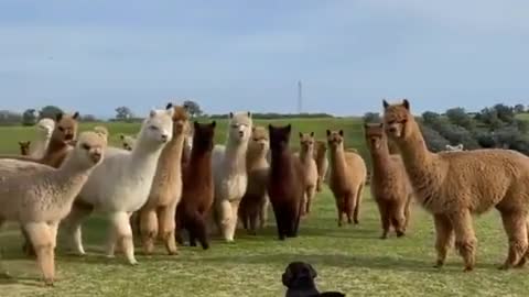 Inhabitants of Alpaca planet encountering