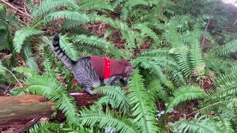 Cat exploring forest on Christmas day with chill music in the background
