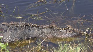 Mother Alligator with Babies on her back and head