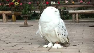 A very Beautiful White Owl