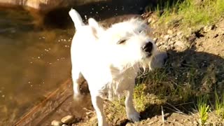 Jack russell shaking off in slow motion