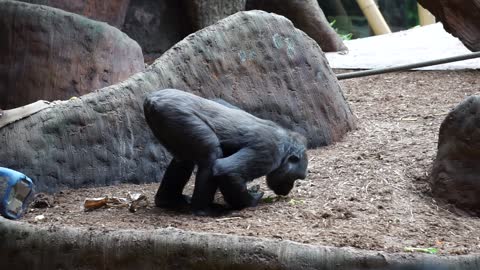 Gorilla's hilariously epic reaction to smelling lettuce