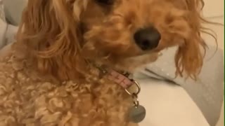 Dancing doggy vibes out to owner's singing