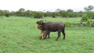EXTREMELY RARE! Fearless Male Lion attacks Buffalo Herd, ALONE!.mp4