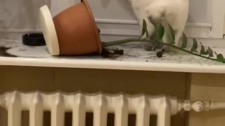 Cat Caught Tipping Potted Plant