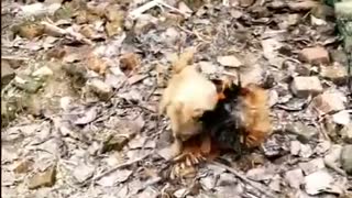 Chicken VS Dog Fight, funny Chicken Fight Video